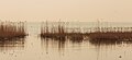* Nomination Rietkraag for the IJsselmeer. Location Mirnser Cliff. Famberhorst 04:35, 15 April 2015 (UTC) * Promotion Good quality. --Hubertl 04:37, 15 April 2015 (UTC)
