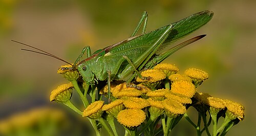 Johannes Robalotoff – Ein weibliches Grünes Heupferd (Tettigonia viridissima) im Naturpark Rhein-Taunus